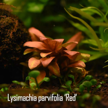 Lysimachia parvifolia ‘Red’ 1-2-Grow!